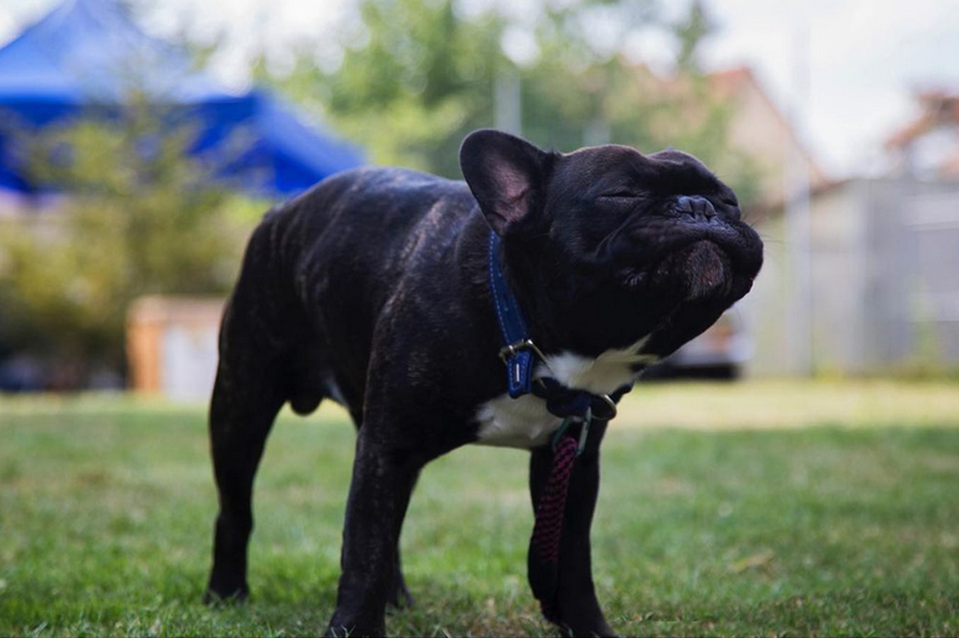 Moustache, le bouledogue français de la marque