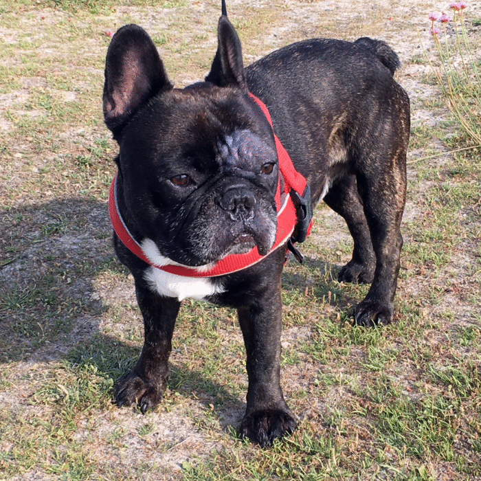 I Am The Bark – T-shirt coton bio (Mod/013)